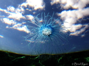 Blue button (Porpita porpita) by Brad Ryon 